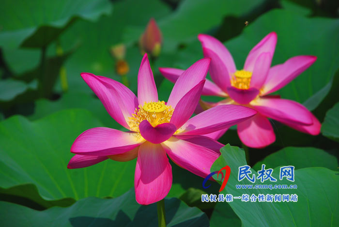 映日荷花別樣紅 ---民權黃河故道掠影 映日荷花別樣紅 ---民權黃河故道掠影