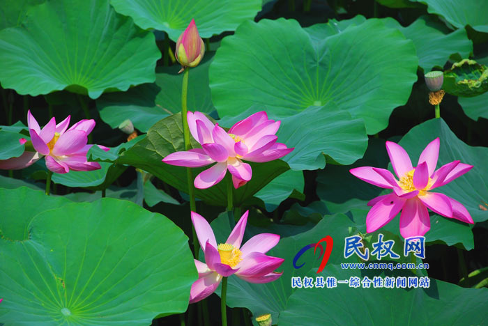 映日荷花別樣紅 ---民權黃河故道掠影 映日荷花別樣紅 ---民權黃河故道掠影