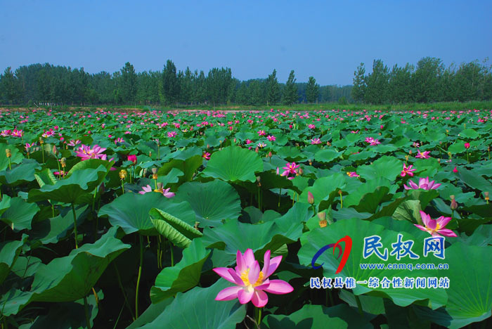 映日荷花別樣紅 ---民權黃河故道掠影 映日荷花別樣紅 ---民權黃河故道掠影
