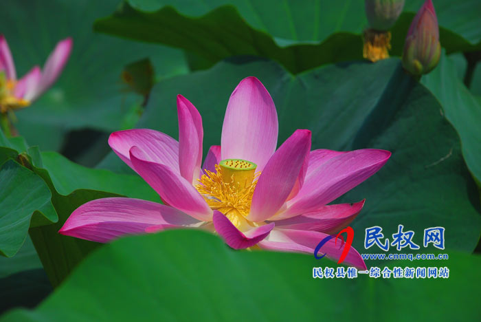 映日荷花別樣紅 ---民權黃河故道掠影 映日荷花別樣紅 ---民權黃河故道掠影