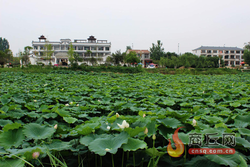 民權綠洲荷花爭艷 民權綠洲荷花爭艷