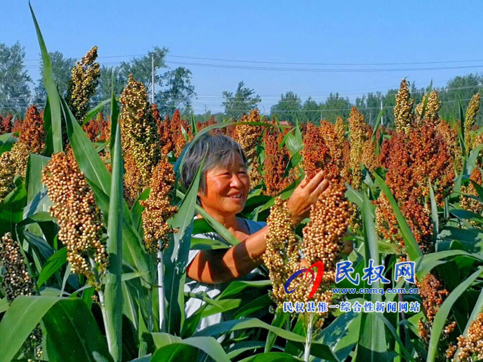 老顏集鄉(xiāng):紅高粱紅了，農(nóng)民笑了