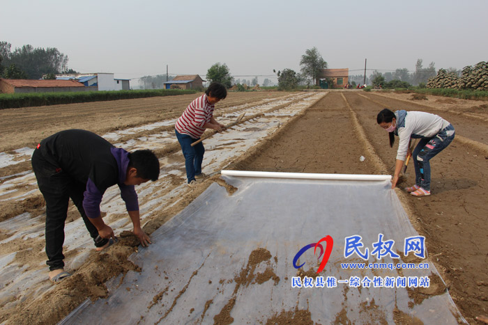 雙塔鎮(zhèn)積極調整產業(yè)結構發(fā)展大蒜生產 雙塔鎮(zhèn)積極調整產業(yè)結構發(fā)展大蒜生產