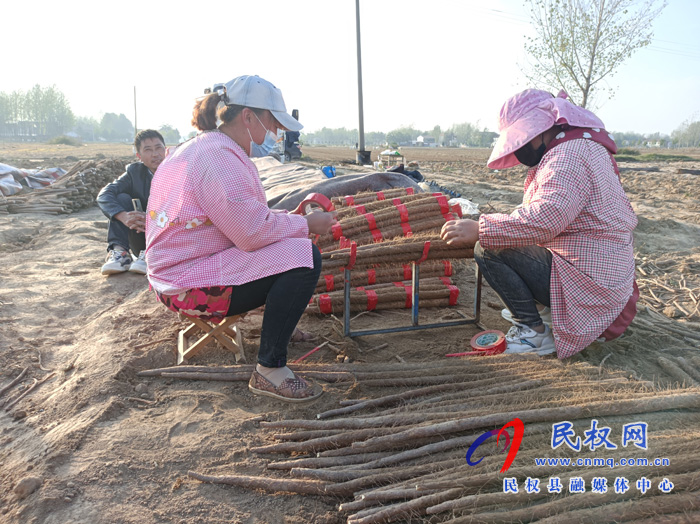 胡集鄉(xiāng):5000畝山藥喜獲豐收 胡集鄉(xiāng):5000畝山藥喜獲豐收