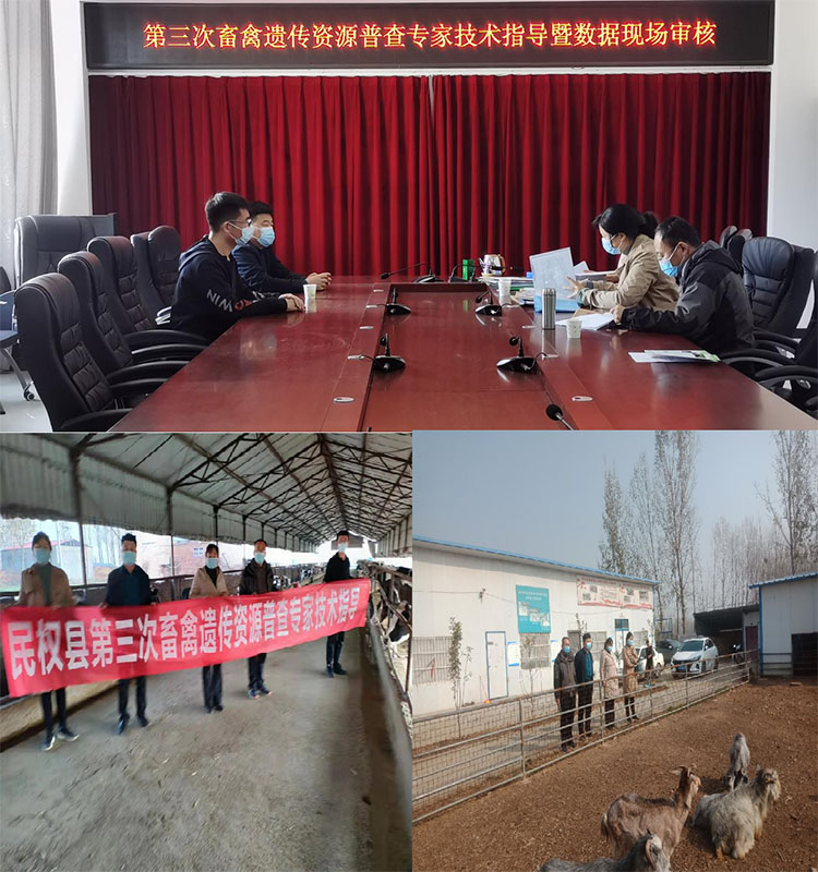 商丘市第三次全國(guó)畜禽遺傳資源普查技術(shù)專家組赴我縣開展技術(shù)指導(dǎo)及核查工作 商丘市第三次全國(guó)畜禽遺傳資源普查技術(shù)專家組赴我縣開展技術(shù)指導(dǎo)及核查工作