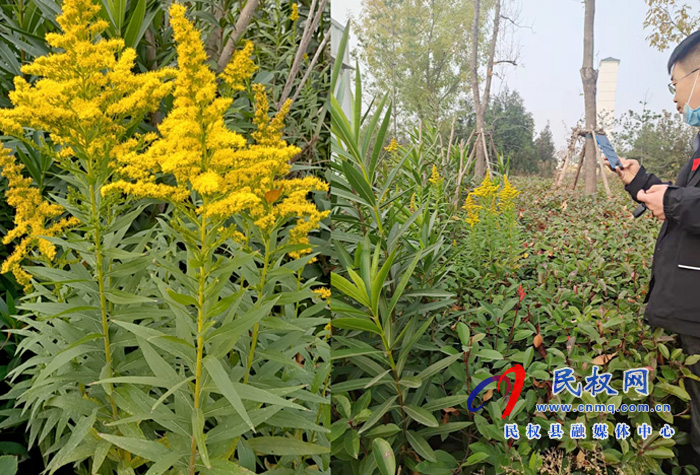 林業(yè)發(fā)展服務(wù)中心全力排查 “加拿大一枝黃花” 林業(yè)發(fā)展服務(wù)中心全力排查 “加拿大一枝黃花”