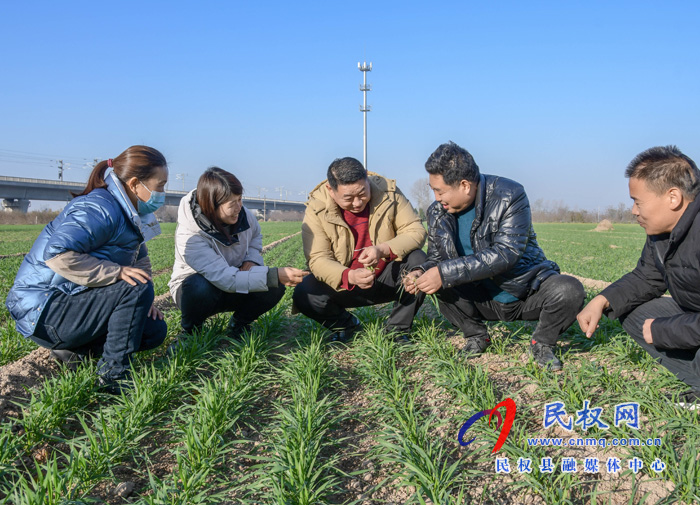 人和鎮(zhèn):多舉措做好冬季麥田管理工作? 人和鎮(zhèn):多舉措做好冬季麥田管理工作?