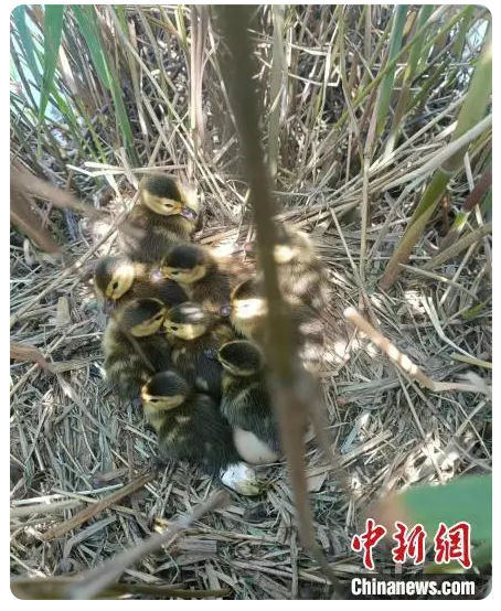 黃河故道“鳥中大熊貓”青頭潛鴨繁殖數(shù)量創(chuàng)新高 黃河故道“鳥中大熊貓”青頭潛鴨繁殖數(shù)量創(chuàng)新高