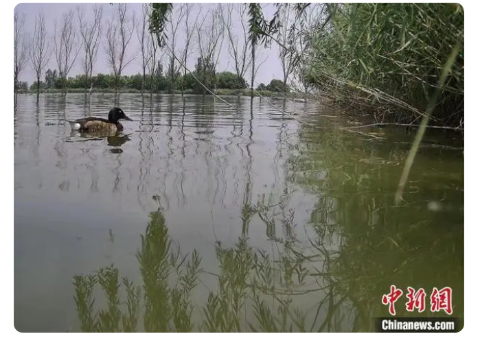 黃河故道“鳥中大熊貓”青頭潛鴨繁殖數(shù)量創(chuàng)新高 黃河故道“鳥中大熊貓”青頭潛鴨繁殖數(shù)量創(chuàng)新高