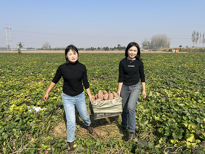 “小紅薯”點亮“產(chǎn)業(yè)興旺星” “小紅薯”點亮“產(chǎn)業(yè)興旺星”