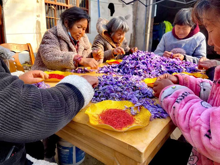 王橋鎮(zhèn): 藏紅花迎來豐收季 王橋鎮(zhèn): 藏紅花迎來豐收季