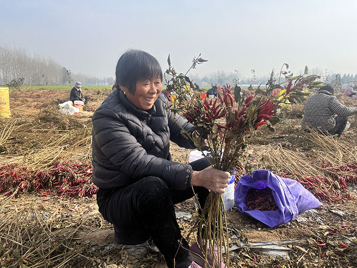 王橋鎮(zhèn):辣椒火紅映豐收 王橋鎮(zhèn):辣椒火紅映豐收