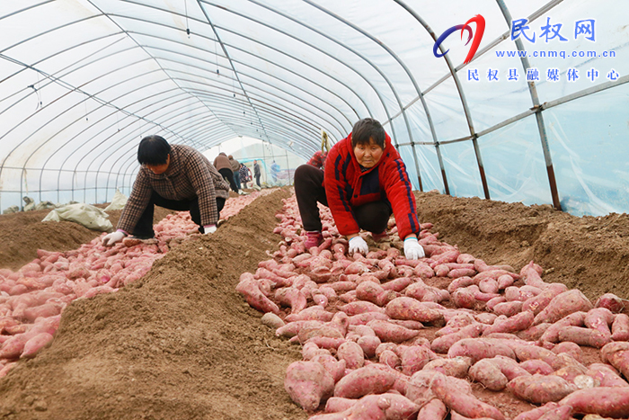 育苗基地田間忙 農(nóng)民致富新“薯”光 育苗基地田間忙 農(nóng)民致富新“薯”光