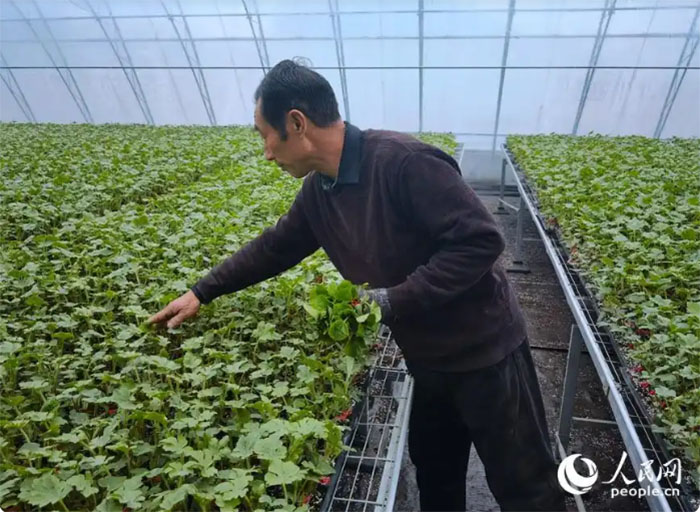 新春走基層|在希望的田野上“種”下新夢想 新春走基層|在希望的田野上“種”下新夢想