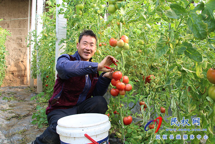 河南民權(quán):發(fā)展溫室大棚 助力農(nóng)民增收 河南民權(quán):發(fā)展溫室大棚 助力農(nóng)民增收